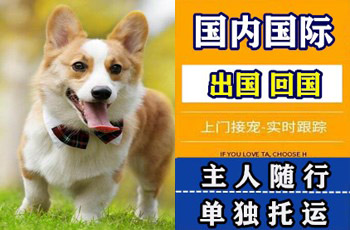 文昌市宠物托运公司文昌市宠物托运公司文昌市宠物托运公司