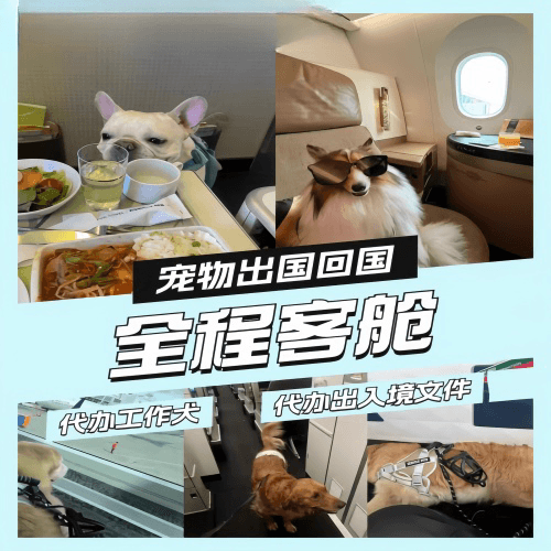 文昌市宠物托运到白俄罗斯宠物入境规定和要求